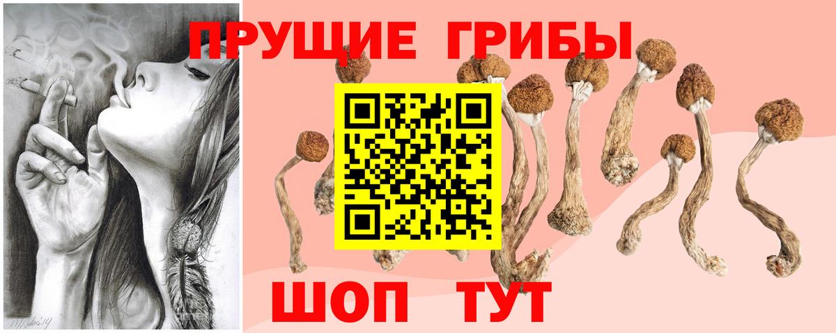 Псилоцибиновые грибы Cubensis Курчалой